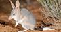 Picture of Sydney Wildlife World Entry (Child)