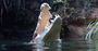 Picture of Sydney Wildlife World Entry (Child)