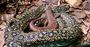 Picture of Sydney Wildlife World Entry (Child)