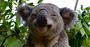 Picture of Sydney Wildlife World Entry (Child)