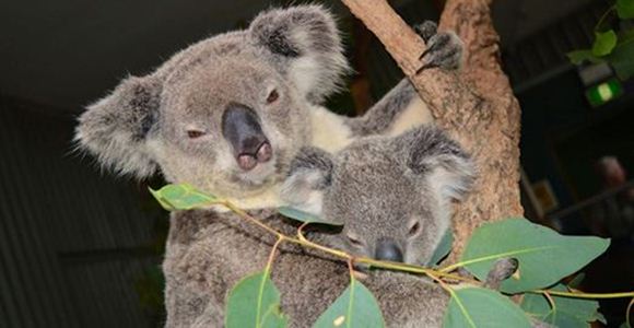 Picture of Sydney Wildlife World Entry for One (Adult)