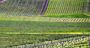 Picture of Yarra Valley Wine Tours