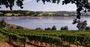 Picture of Half Day Tamar Valley Wine Tour (2 people)