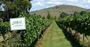 Picture of Yarra Valley Wine and Wildlife One Day Tour