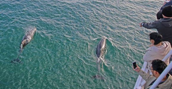 Picture of Cape Woolamai Cruise (Adult) - Phillip Island