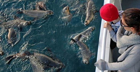 Picture of Seal Watching Cruise (Child) - Phillip Island