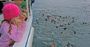 Picture of Seal Watching Cruise (Child) - Phillip Island