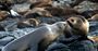 Picture of Seal Watching Cruise (Child) - Phillip Island