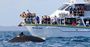 Picture of Winter Whale Cruise (Child) - Phillip Island