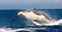 Picture of Winter Whale Cruise (Child) - Phillip Island