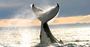 Picture of Winter Whale Cruise (Child) - Phillip Island