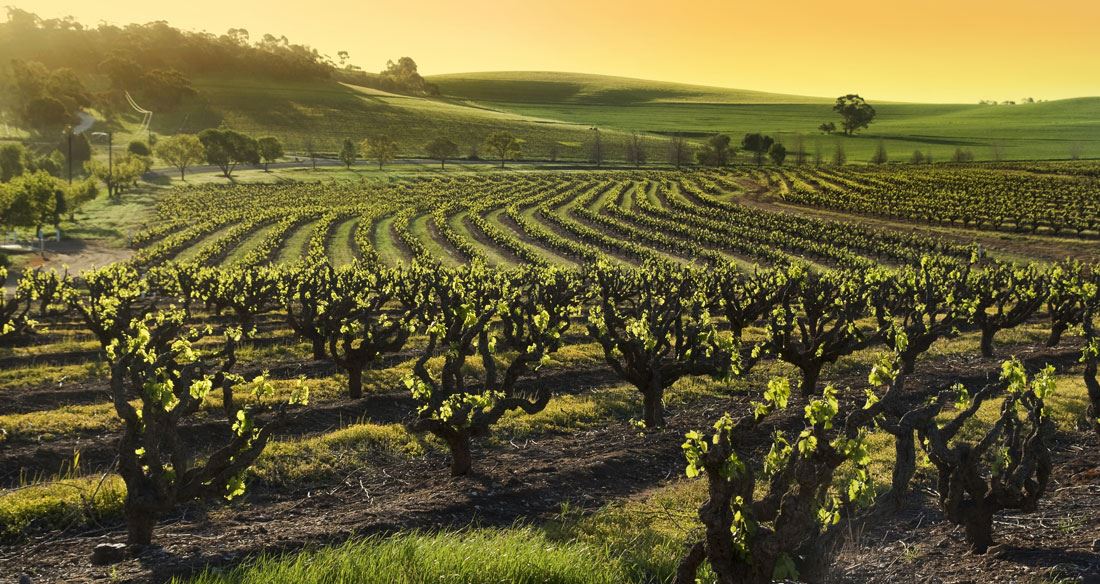 Barossa Valley  