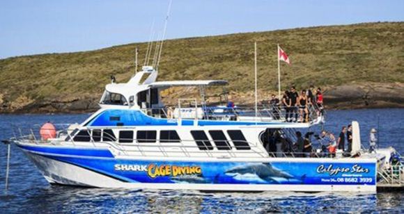 Picture of Swim with Sea Lions Tour  Adult – Port Lincoln