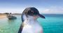 Picture of Dolphin Penguin & Sea Lion Cruise (Adult)