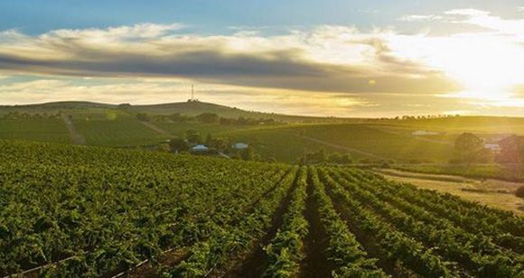 Picture of Prestige Wine Tour Barossa or McLaren Vale - 2 people