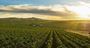 Picture of Prestige Wine Tour Barossa or McLaren Vale - 2 people