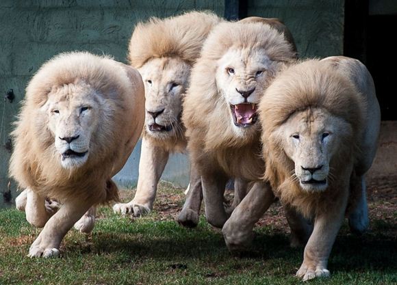 Picture of Private Tuition Wildlife Photography Workshop - Canberra (3 Hours)