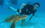 Picture of One Day Outer Great Barrier Reef Experience
