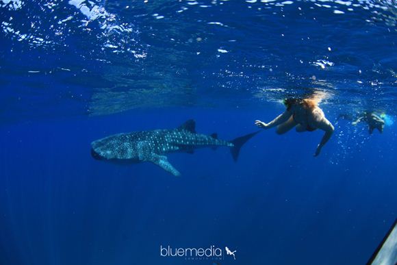 Picture of Swim with Whale Shark - Adult