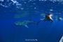 Picture of Swim with Whale Shark - Adult