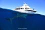 Picture of Swim with Whale Shark - Adult