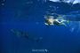 Picture of Swim with Whale Shark - Adult