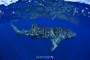 Picture of Swim with Whale Shark - Adult
