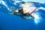 Picture of Swim With Whale Shark - Child