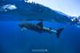 Picture of Swim with Whale Shark - FAMILY WA