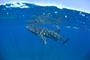 Picture of Swim with Whale Shark - FAMILY WA