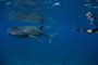Picture of Swim With Whale Shark - Child