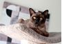 Picture of Bronze Petstar Photography and Print Package -  Adelaide