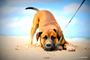 Picture of Bronze Petstar Photography and Print Package -  Adelaide