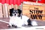 Picture of Bronze Petstar Photography and Print Package -  Adelaide