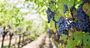 Picture of Wine Appreciation General Course with The Vine Press