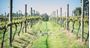 Picture of Winery Escape Package For 2 – Yarra Valley (2 Nights)