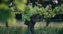Picture of Margaret River Cheese & Wine Pairing