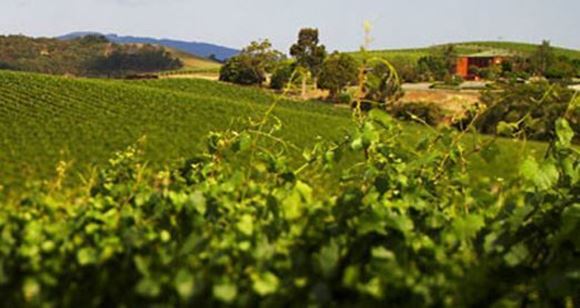 Picture of De Bortoli Winery and Restaurant