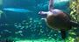 Picture of Sydney Aquarium Entry Ticket (Adult) - Sydney