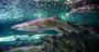 Picture of Sydney Aquarium Entry Ticket (Adult) - Sydney
