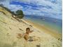 Picture of Dolphin and Tangalooma Wrecks Cruise – Child