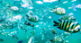 Picture of Dolphin and Tangalooma Wrecks Cruise – Child