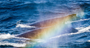 Picture of Whale Watching Cruise - Gold Coast (Adult)