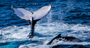 Picture of Whale Watching Cruise - Gold Coast (Child)