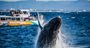 Picture of Whale Watching Cruise - Gold Coast (Child)
