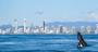Picture of Whale Watching Cruise - Gold Coast (Child)