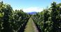 Picture of Full Day Food and Wine tour - Hobart