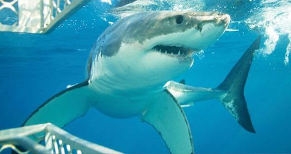 Picture of Great White Shark Diving Experience – Port Lincoln