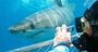 Picture of Great White Shark Diving Experience – Port Lincoln