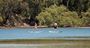 Picture of Sydney Stand Up Paddle Boarding Safari For Two